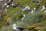 Black-browed Albatross 